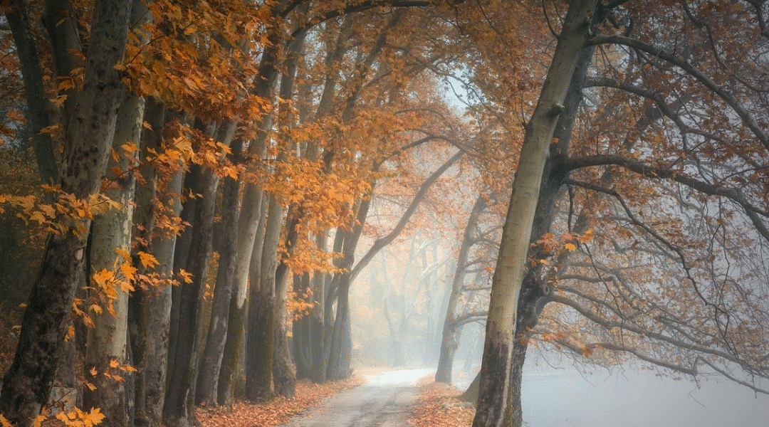 Vivaldi’s Autumn