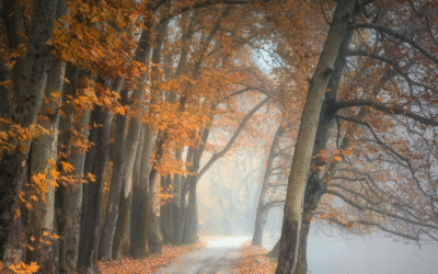 Vivaldi’s Autumn